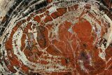 Red & Black Petrified Wood (Araucarioxylon) Round - Arizona #166064-1